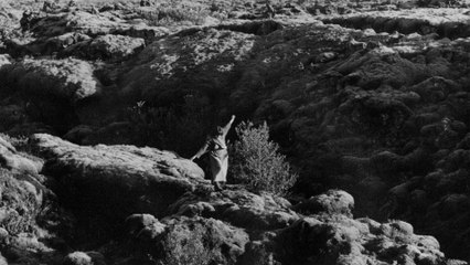 The Juniper Tree: A Medieval Tale of Survival 🌳