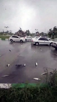 Görenleri hayrete düşüren görüntü! Gökyüzünden balık yağdı