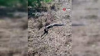 Türkiye'nin en zehirli yılanı olarak bilinen koca engereklerin çiftleşme dansı kamerada