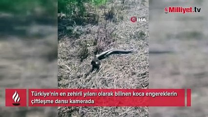 Koca engereklerin çiftleşme dansı kamerada
