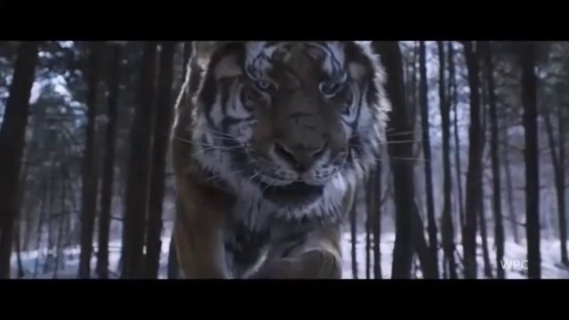 Tiger and Lion Roar _ The most badass roar in the movies