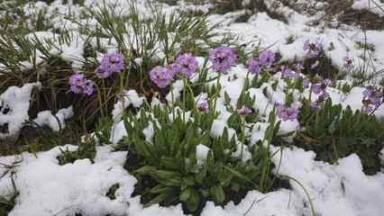 Kar altında kalan çiçeklerin ahengi göz kamaştırıyor