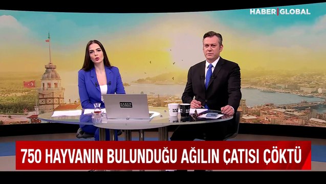 Mandıra şiddetli yağış nedeniyle çöktü: 750 küçükbaş hayvan göçük altında kaldı