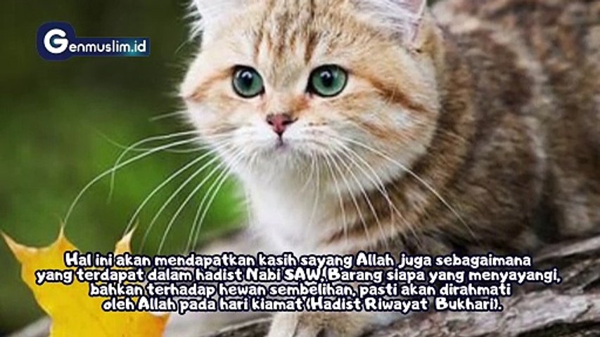 3 Pahala bagi Orang-orang yang Pelihara Kucing