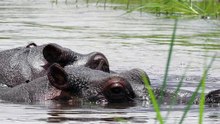 Par de Poder - Dois Hipopótamos em Sua Rotina Diária!