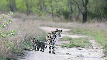 Jornada Materna - A Caminhada de um Leopardo com Seus Pequenos!