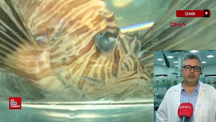 Denizlerde Aslan balığı arttı: Yerli türleri tehdit ediyor