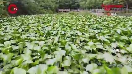 Çanakkale'de yetişiyor... Bu çiçeği koparmanın cezası 387 bin 141 TL!