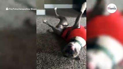 Dziewczynka tańczy w pokoju, kiedy nagle pojawia się pitbull... (video)