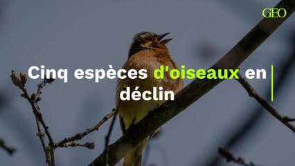 Cinq espèces d'oiseaux en déclin