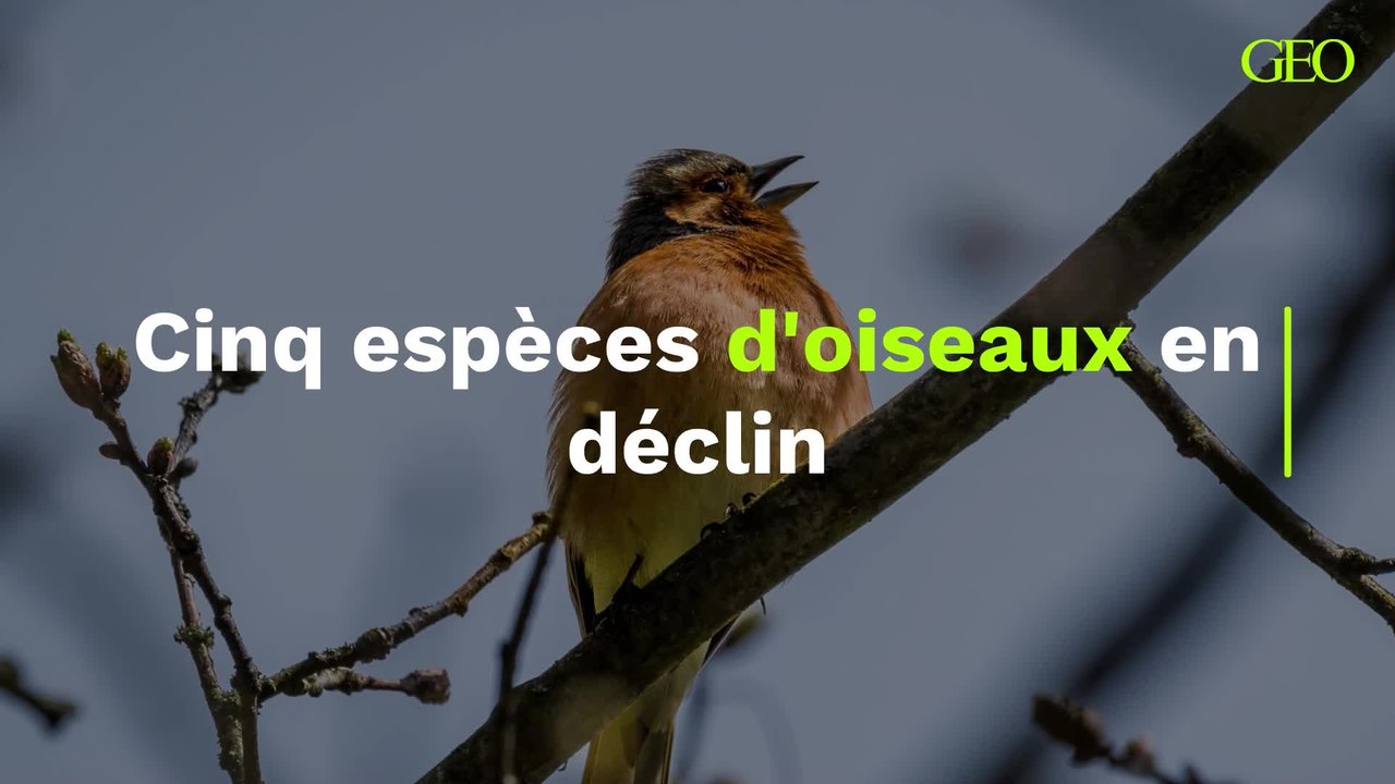 Cinq espèces d'oiseaux en déclin