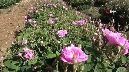 Isparta'da hasadı başladı, sadece 45 gün sürüyor: Dev imbiklerle damıtılıyor!