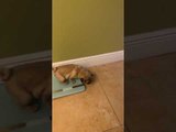 Pug Puppy Does Zoomies Across House and Slams Her Face Into Wall