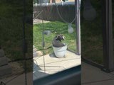 Dog Enjoys Sitting Inside Flower Pot and Getting Sunbathed