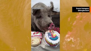 Hauska video: jättimäinen sika nauttii juhla-ateriasta seitsemän eri kakun kera