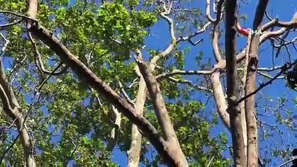 Gezi Parkı'nda ''ağaç'' kazası: Bir kadın yaralandı