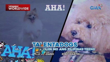 Talentado at masunuring mga aso , kilalanin! | AHA!