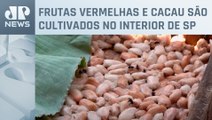 Agrishow 2024: Estado de São Paulo começa a investir em novos cultivos