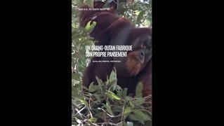 Indonésie : un orang-outan fabrique son propre pansement