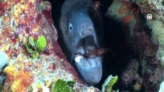 Ayvalık'ta müren balığı ile karidesin simbiyotik ilişkisi kameralara yansıdı
