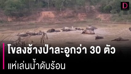ตื่นตา! โขลงช้างป่าละอูกว่า 30 ตัว แห่เล่นน้ำดับร้อนอวดนักท่องเที่ยว | HOTSHOT เดลินิวส์ 06/05/67