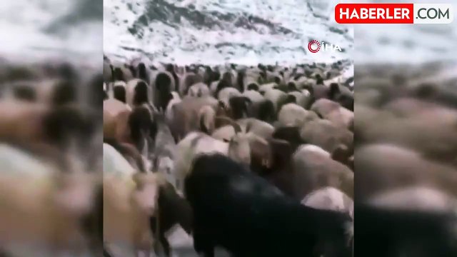 Mayıs ayında kar yağışı: Koyun sürüsü ve güller kar altında kaldı