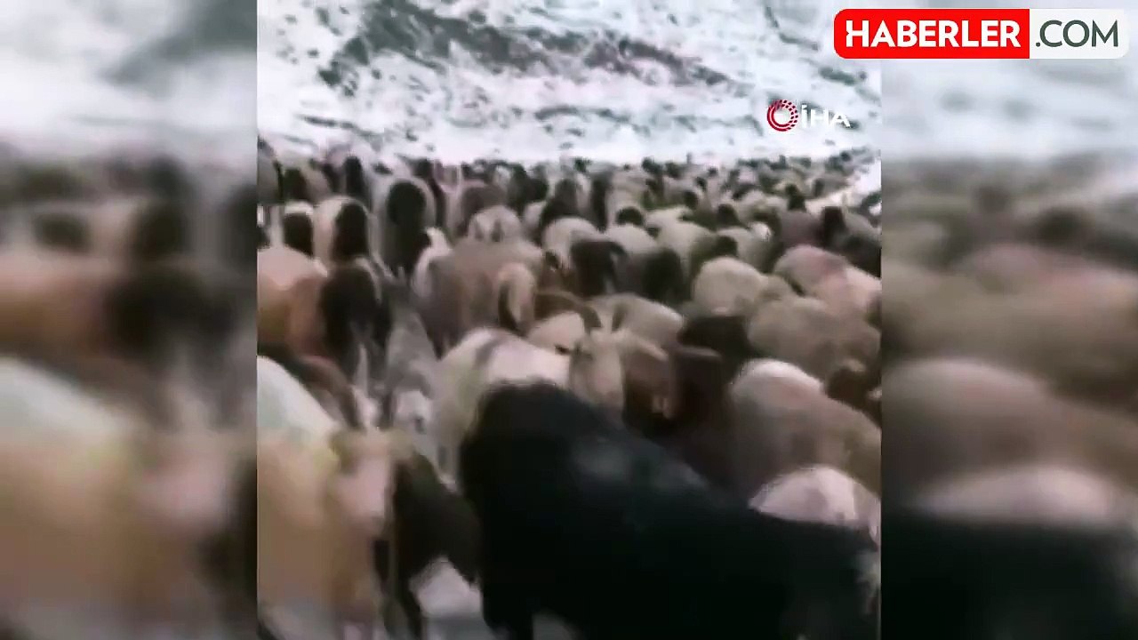 Mayıs ayında kar yağışı: Koyun sürüsü ve güller kar altında kaldı