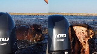 Charging hippo bites tourist boat’s rear motor in furious chase