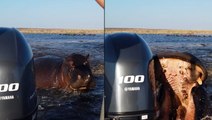 Charging hippo bites tourist boat’s rear motor in furious chase