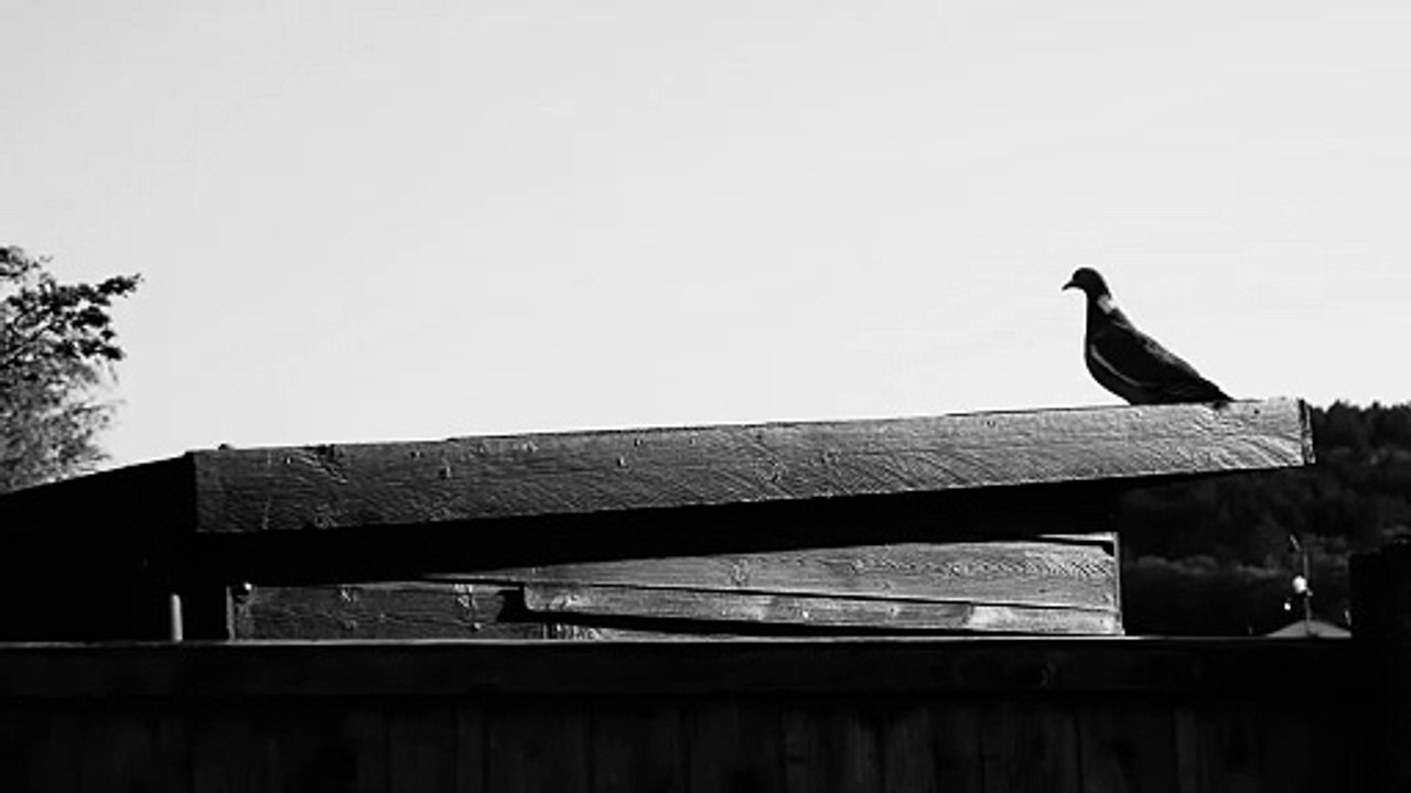 Birds in a terrace