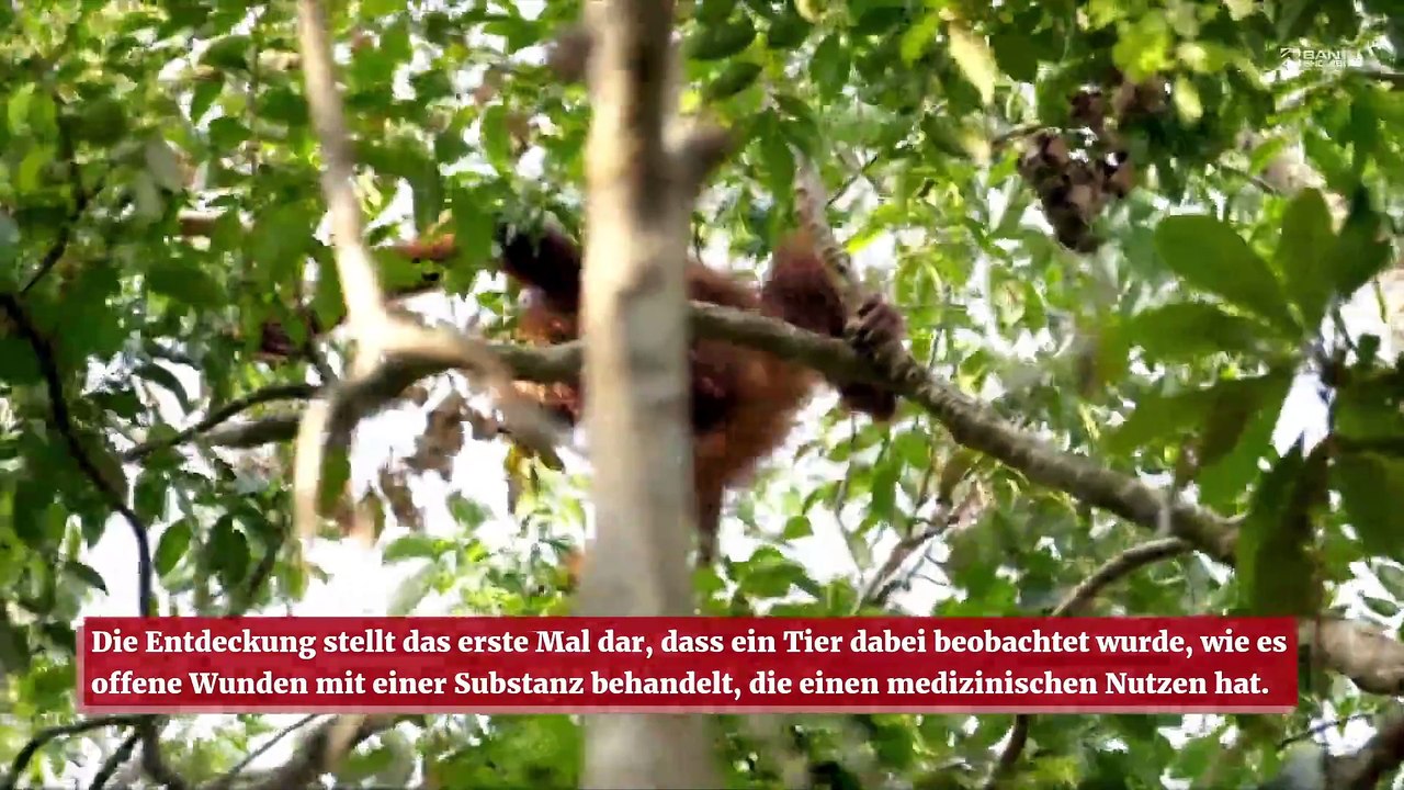 Orang-Utan behandelt offene Wunde mit Heilkraut