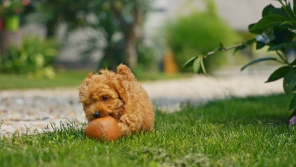 Is Your Dog Truly Happy? 🐶 Learn the Key Signs to Watch For