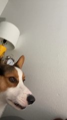 Cute corgi dog baby