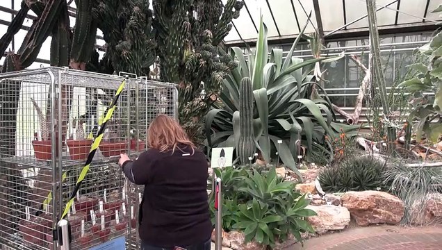 Des plantes rares saisies, désormais abritées dans un jardin botanique