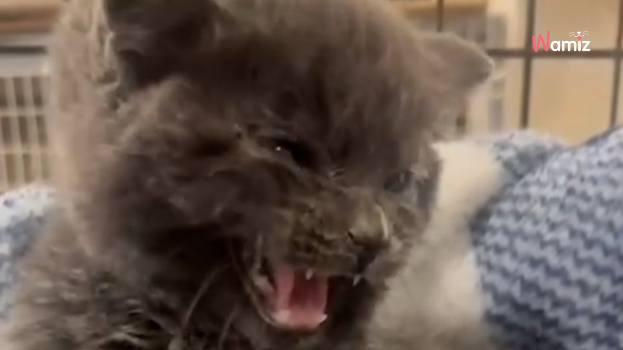 Un couple joue avec ses chiens : en entendant des bruits suspects, il se met à courir dans le jardin