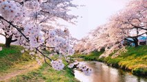 Piano music ✨Japanese Cherry blossom tree