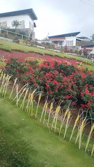 plants