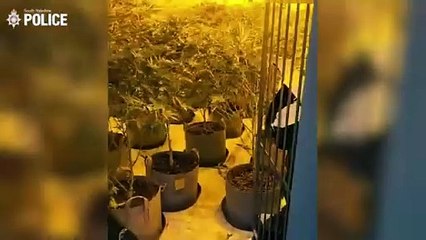 Police raid £150,000 cannabis farm after local tip-off from community