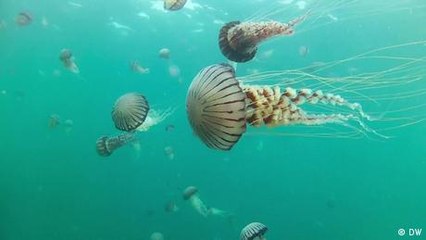 Unveiling the Mysteries of Jellyfish: Nature’s Ancient Marvels 🐙