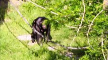 Grande festa al Safari Ravenna: è nato Tom, il primo cucciolo di scimpanzé