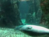 Video acquario di Genova: le foche 2