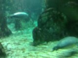 Video acquario di Genova: le foche 3