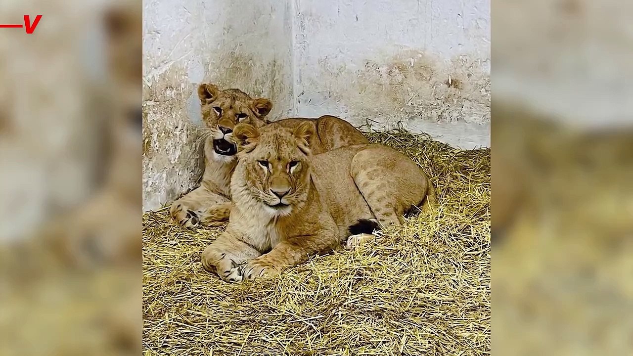 Animal Welfare Orgs Are Trying to Help These Li...