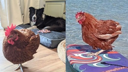 Ex-battery hen living her best life - going surfing, camping and getting blowdries