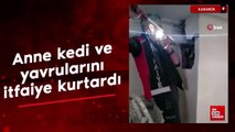 Karabük'te mahsur kalan anne kedi ve yavrularını itfaiye ekipleri kurtardı