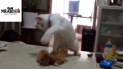 قطة سعيدة بمشاهدة اولادها اول مرة بعد ولادتهم ...  A cat is happy to see her children for the first time after their birth...