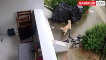 Sokak köpekleri yavru köpeği ve kediyi parçaladı: O anlar kamerada