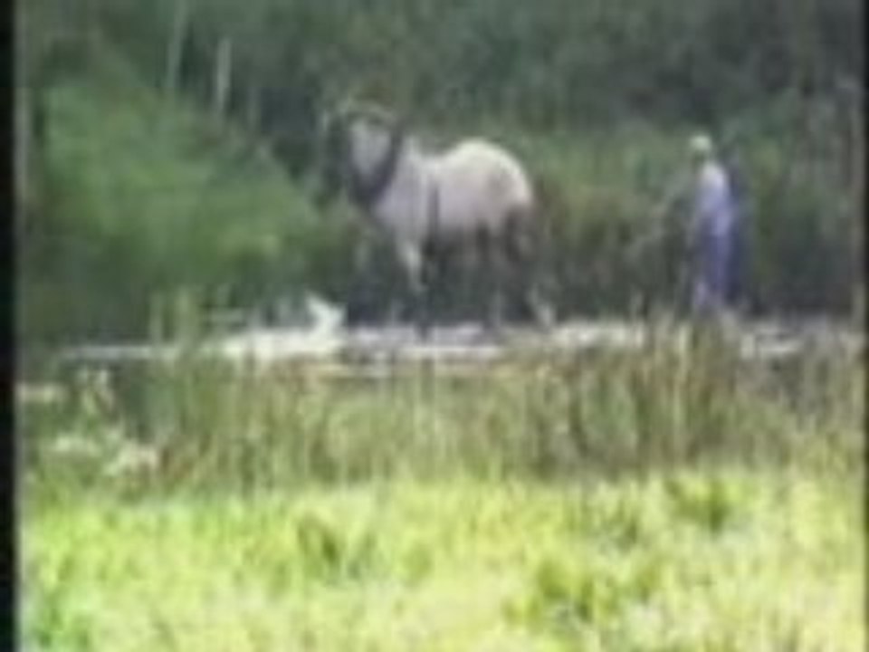 Cheval ardennais!