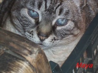 I miei gatti presenti e passati