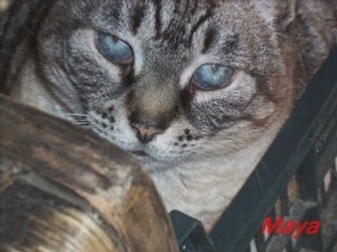 I miei gatti presenti e passati